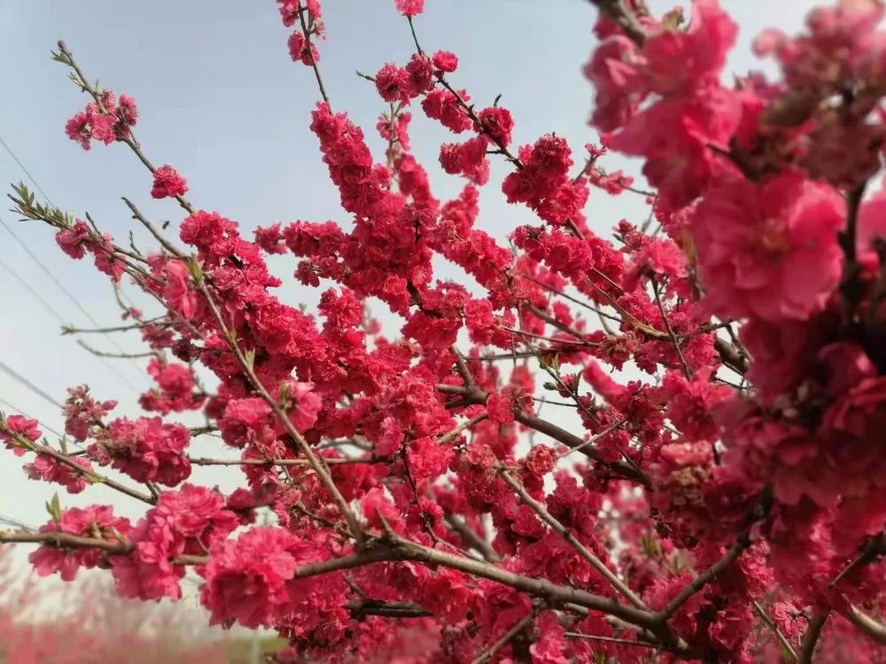 1617104605270730.jpg 图片